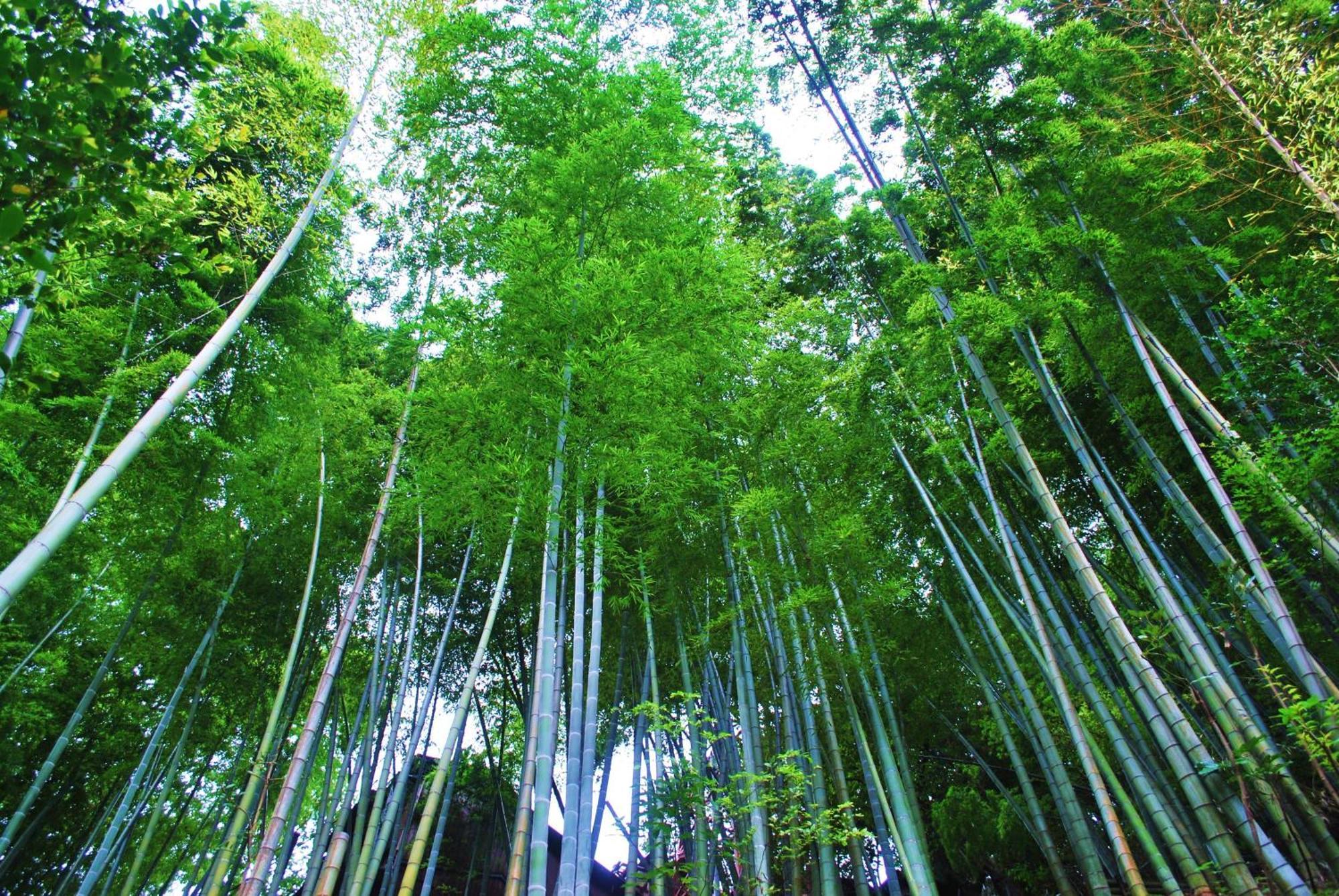 Hotel Shiunso Hakone Exterior foto